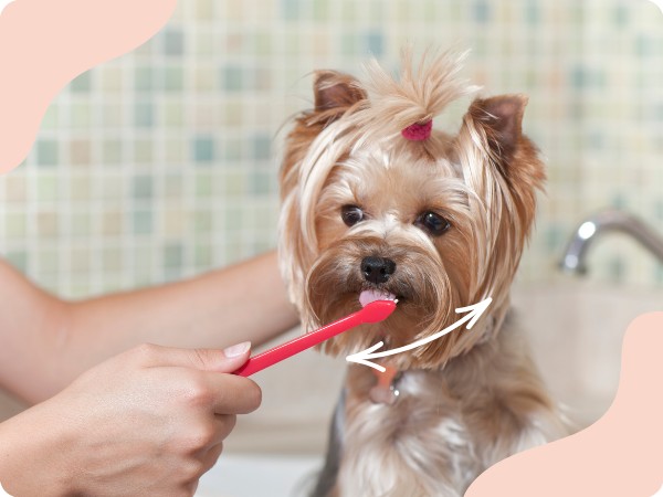 Umývanie psích zubov